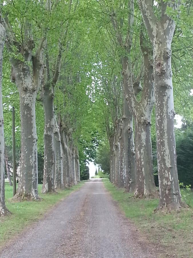 Orangerie Du Chateau Marith - Domaine Avec Piscine Clairac  Bagian luar foto